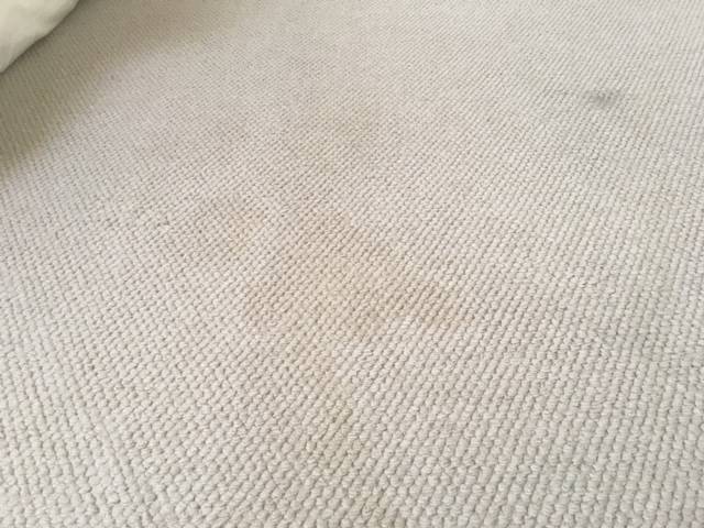 Kiwi Bright - Carpet Cleaning
