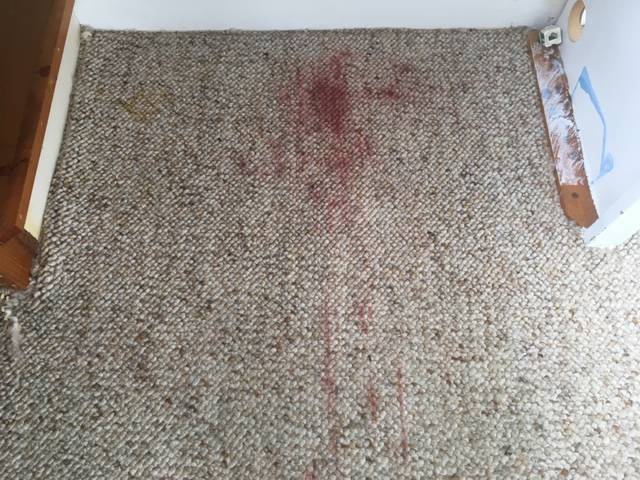 Kiwi Bright - Carpet Cleaning