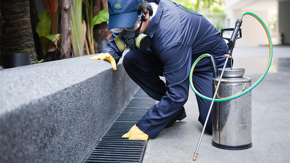 Kiwi Bright - Pest Control