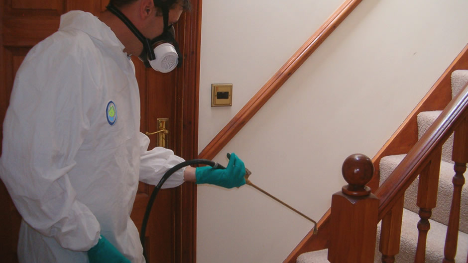 Kiwi Bright - Pest Control